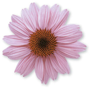 Top Flu Fighters Image